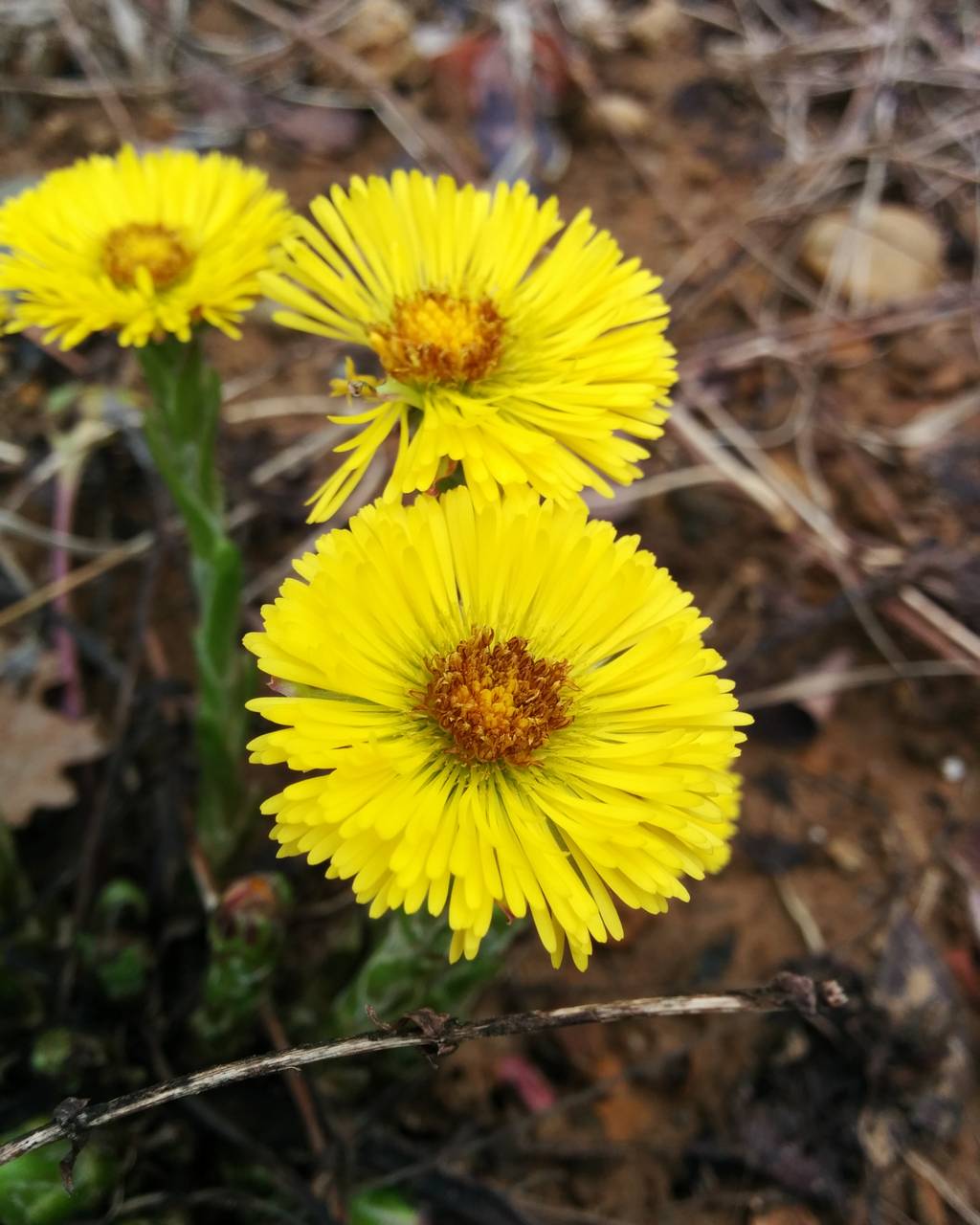 Tussilago farfara / Tossilaggine comune